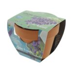 Lavendel in potje - Afbeelding 2