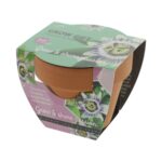 Passiebloem in potje - Afbeelding 2